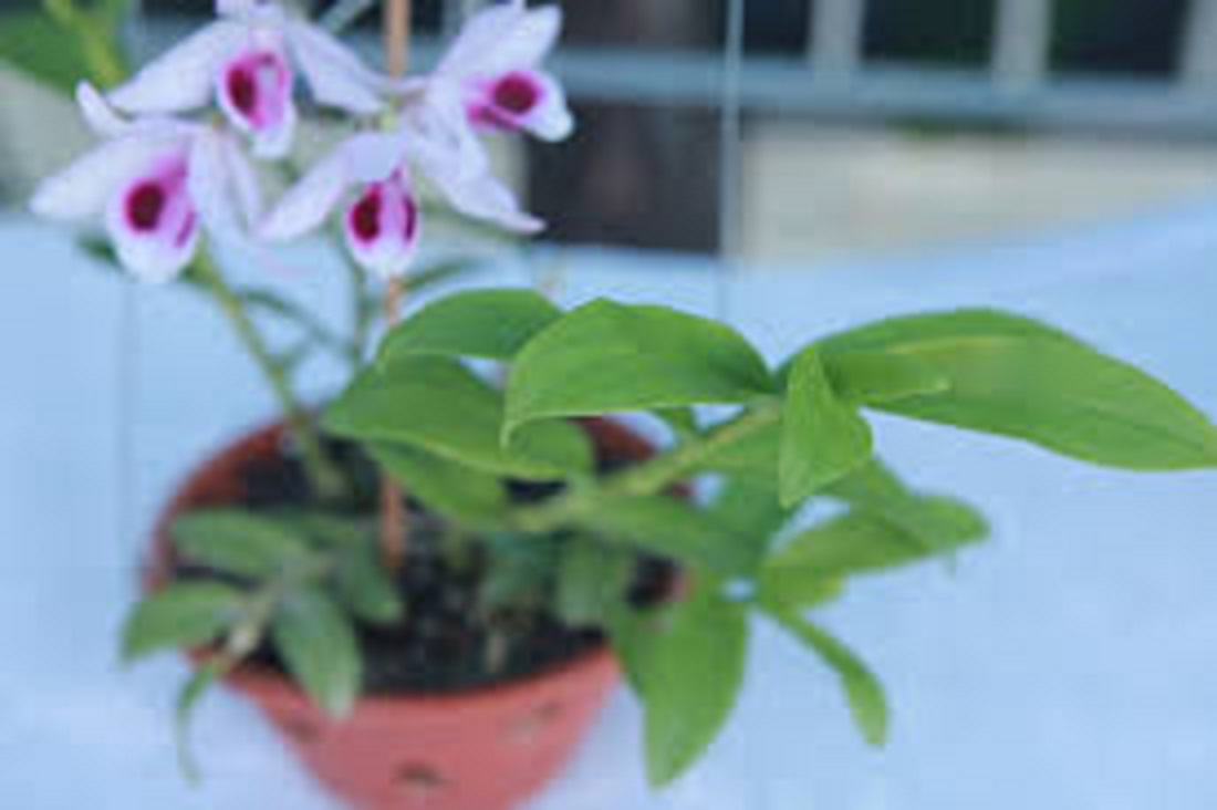 Hoa lan trầm tím lai giả hạc