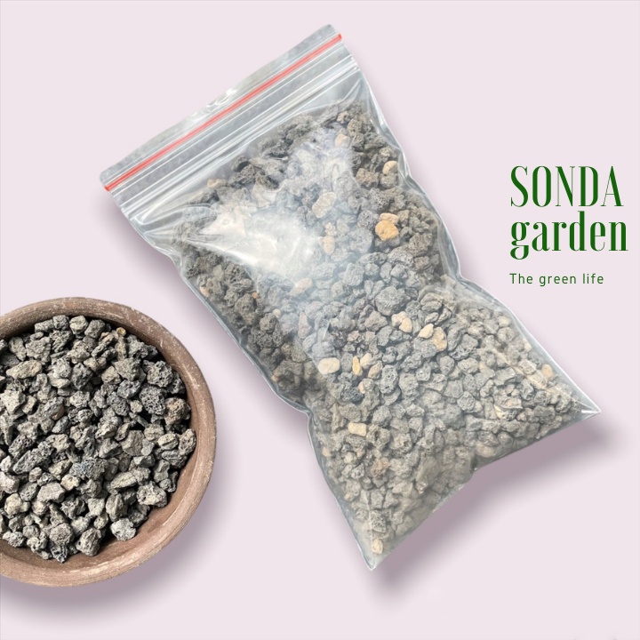Đá nham thạch đen sonda garden cho sen đá, xương rồng