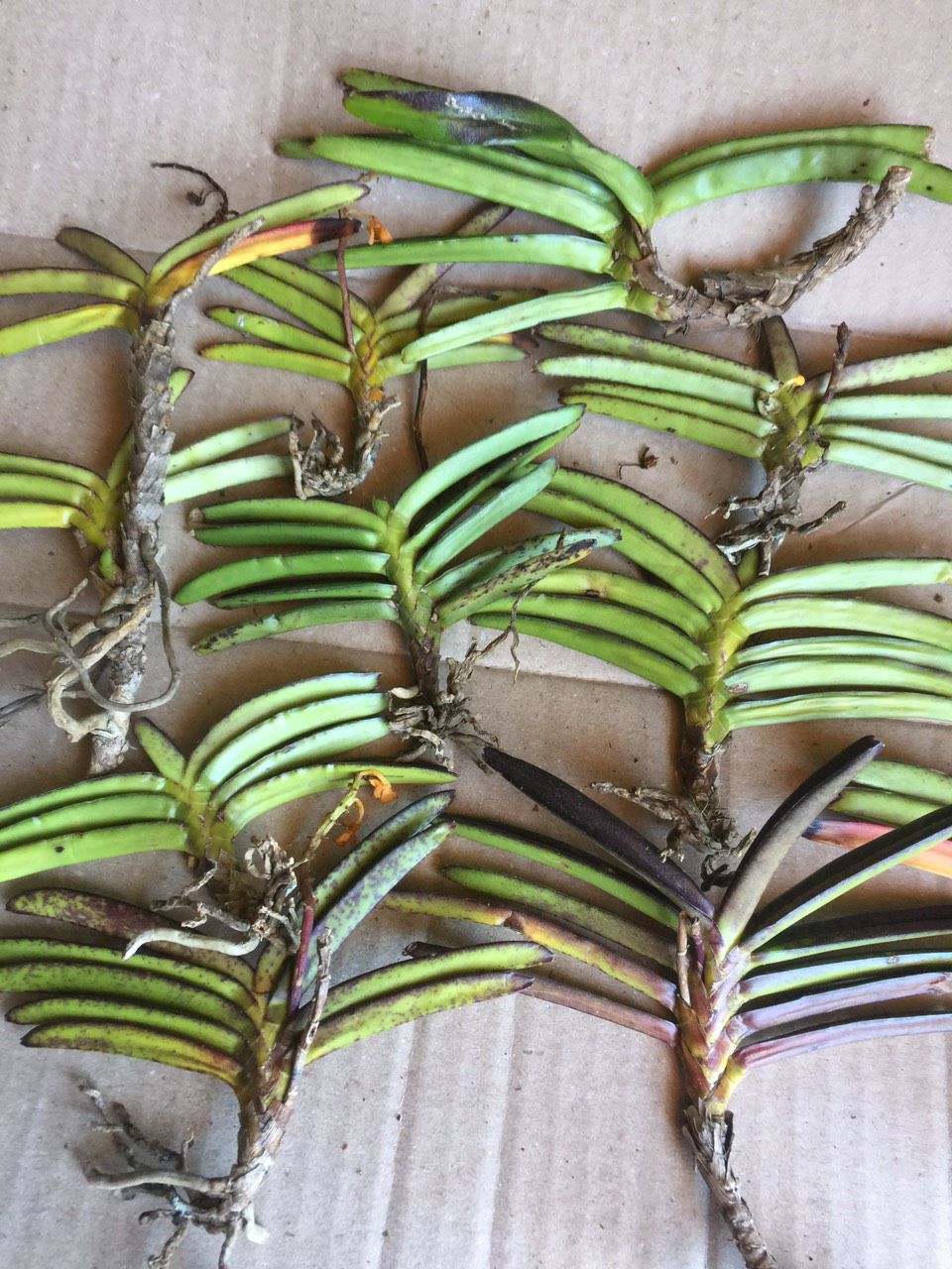 11 cây Hoa lan Hoả hoàng cam chỉ 105k