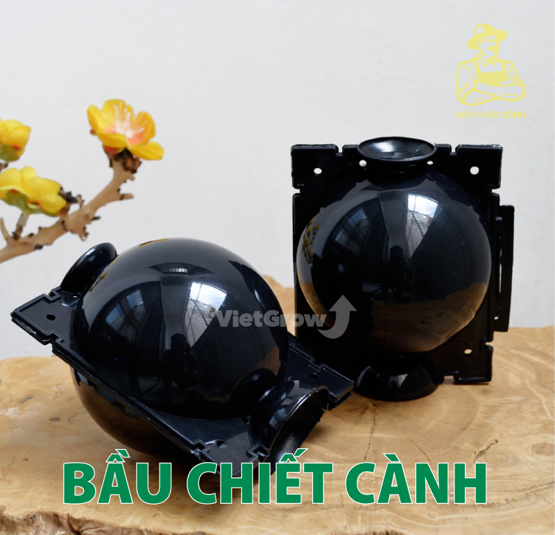 Combo 8 bầu chiết cành croco - size m , màu đen