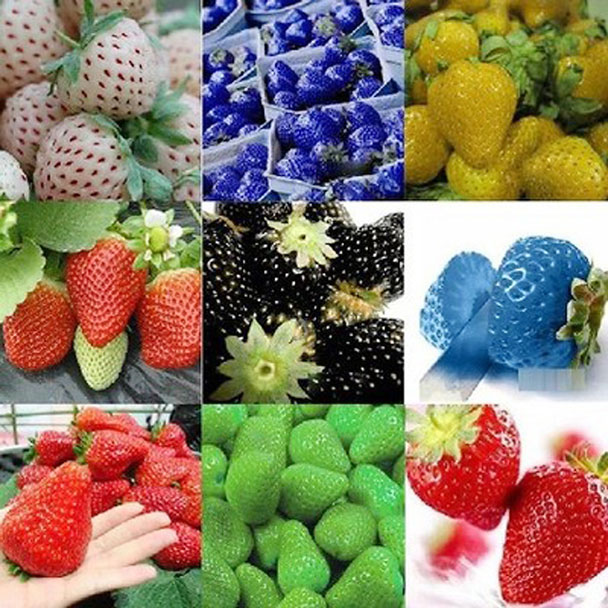 100 Hạt giống dâu tây mix màu  tặng kèm kích mầm