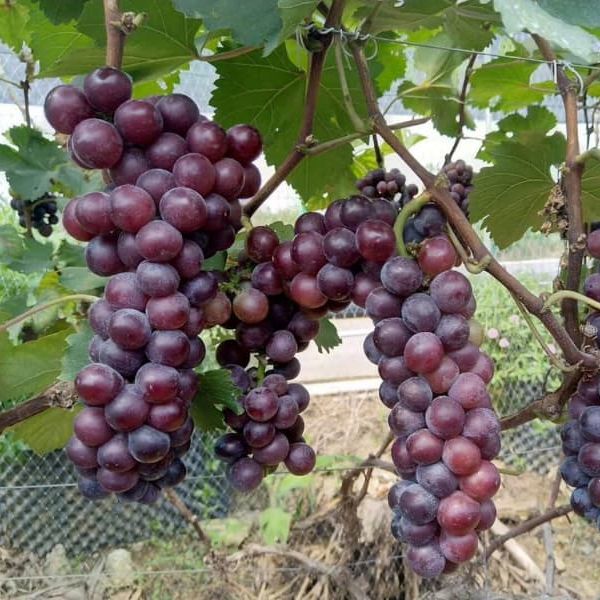 Cây nho hạ đen
