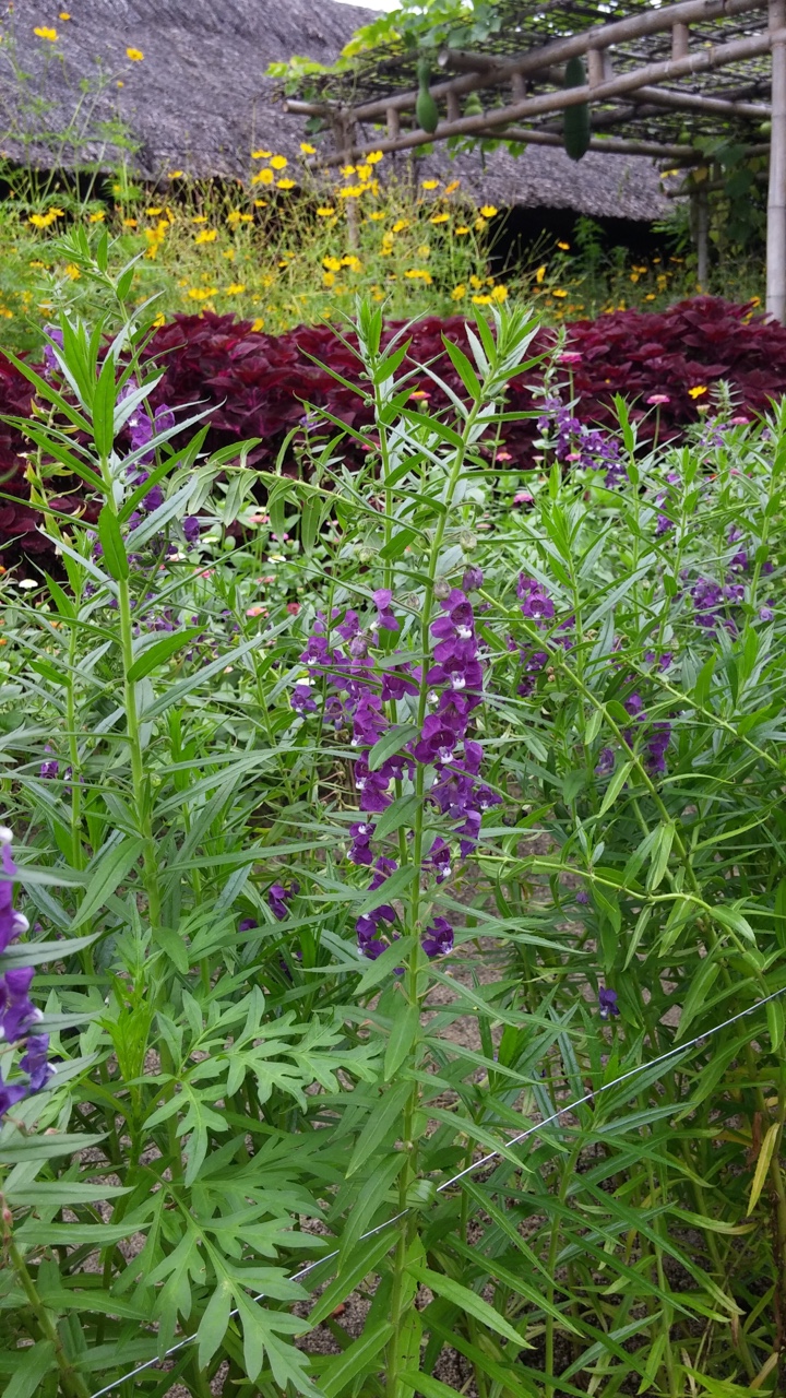 HOA XIN ĐỪNG QUÊN EM