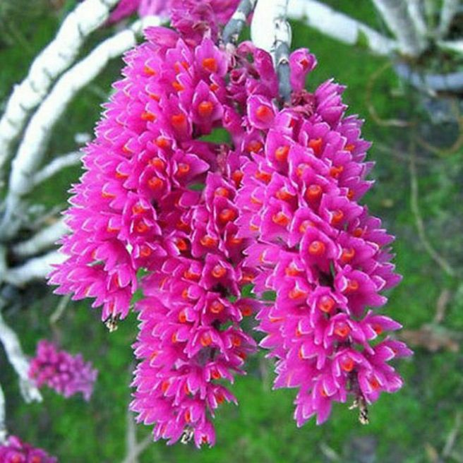 Hoa lan Báo hỷ 35k 1 bó ship từ 3 bó