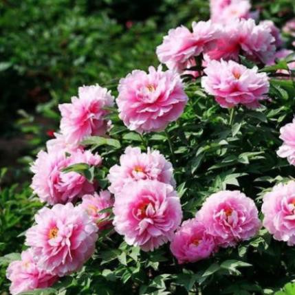 Hoa Mẫu Đơn Tuyệt Đẹp, Vua Của Các Loài Hoa