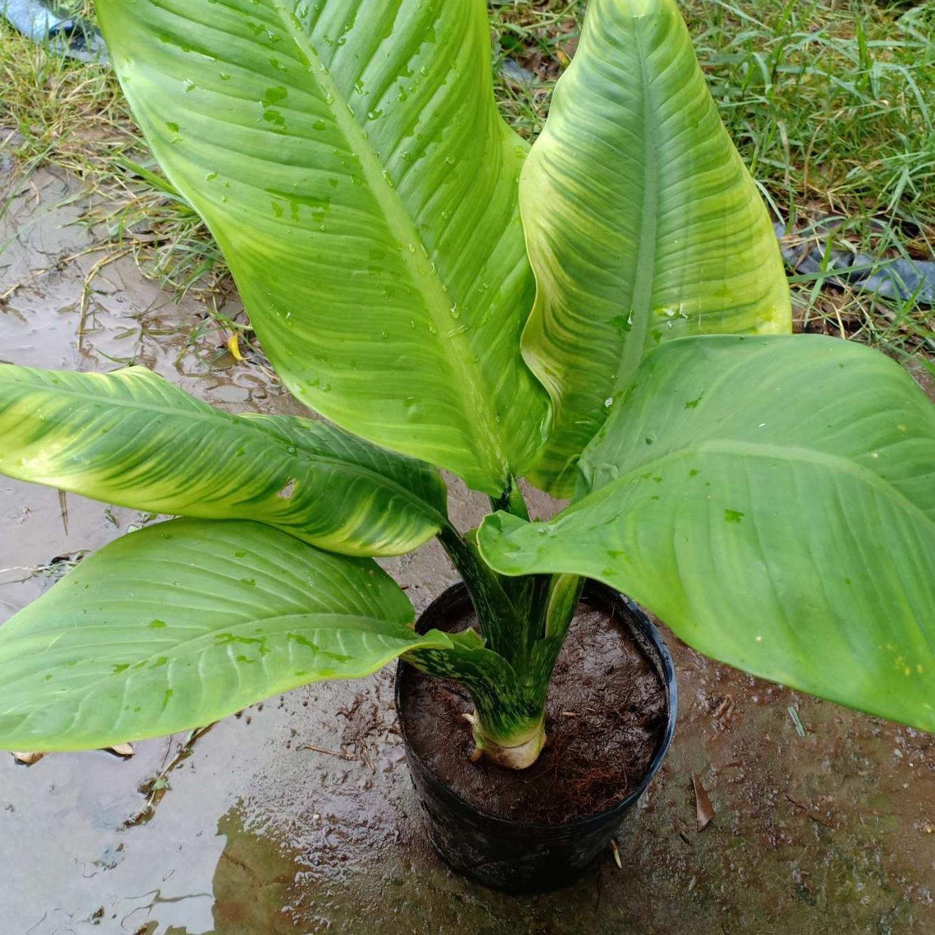 cây giống đại phú gia