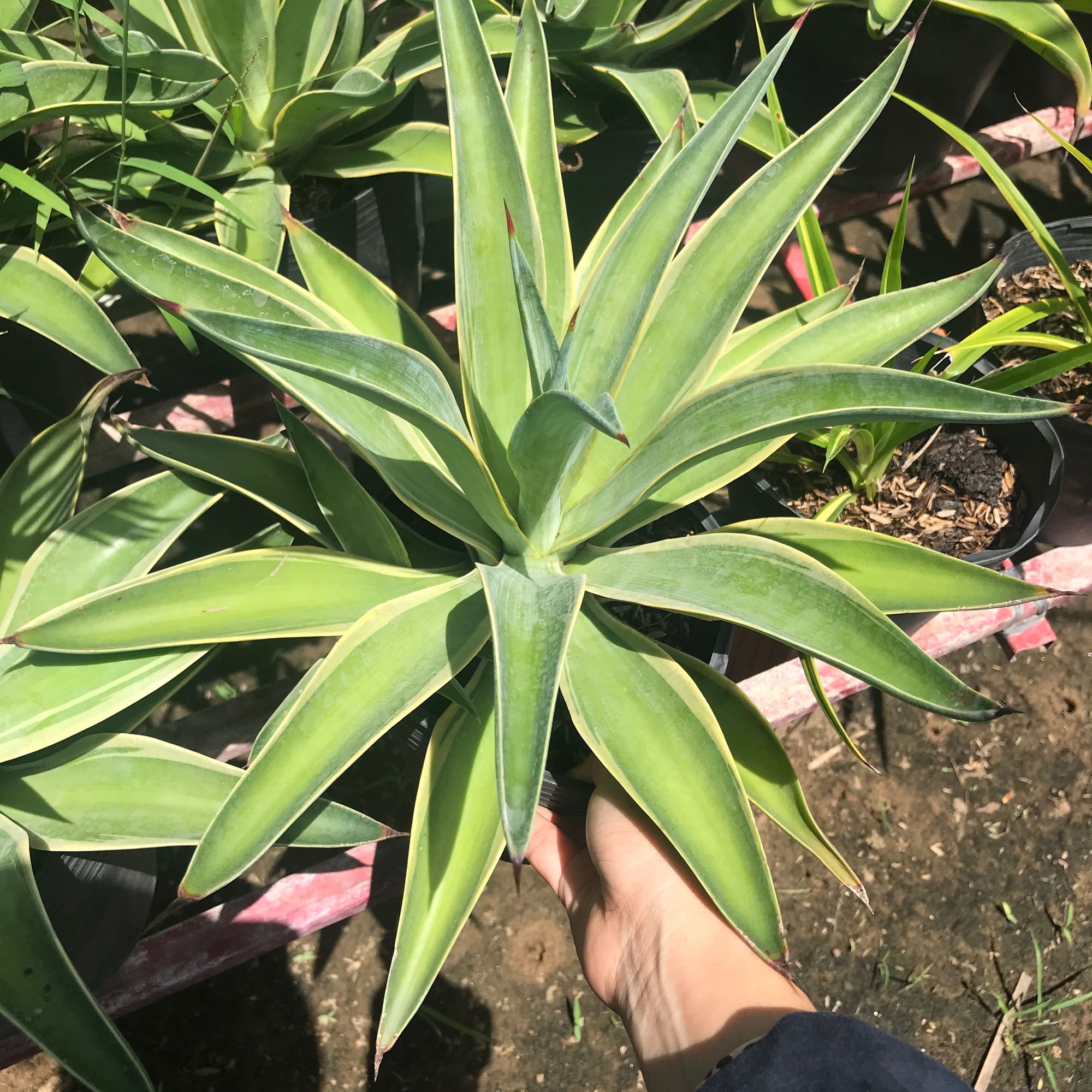 Cây dứa agao + tặng phân bón cho cây mau lớn