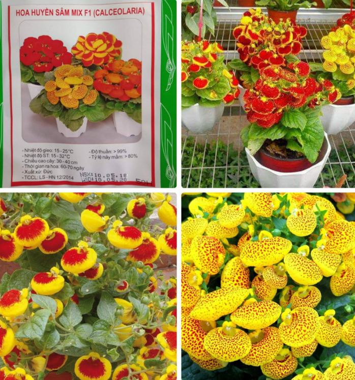 Bộ 02 gói hạt giống hoa huyền sâm mix màu
