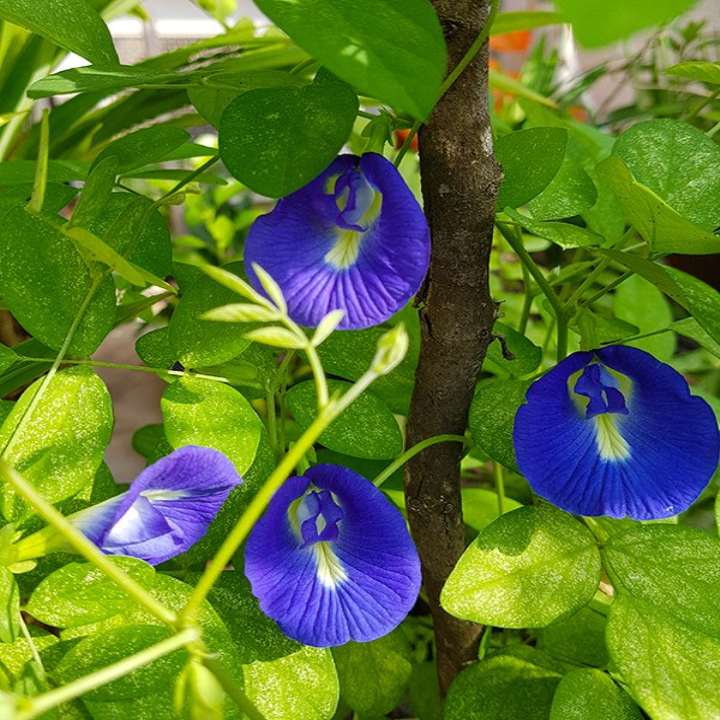 hạt giống hoa đậu biếc gói 100 hạt mua từ 50k tặng 2 sản phẩm