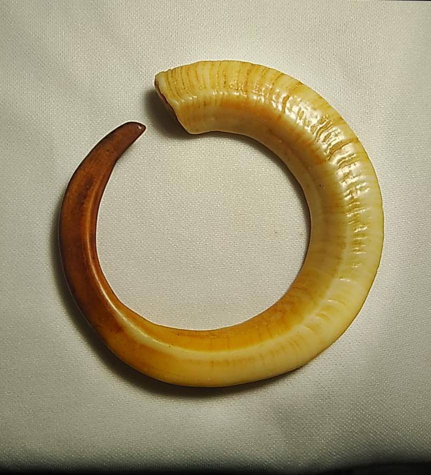 [HCM]Nanh Heo Nhân Tạosize lổ 6.2cm Mỹ Nghệ cao cấp