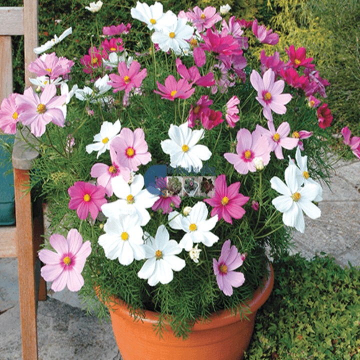 gói 100 hạt giống hoa cúc cánh bướm mua 5 sản phẩm tặng 1