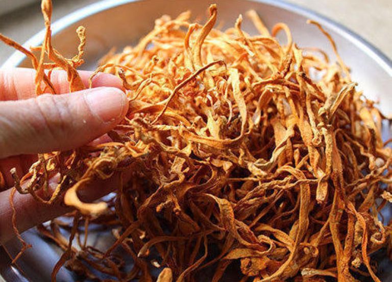 Đông trùng hạ thảo việt nam