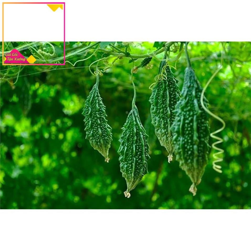 [HCM]Khu Vườn - Hạt Giống Khổ Qua Rừng - Tặng Gói Hạt Ngẫu Nhiên !!!
