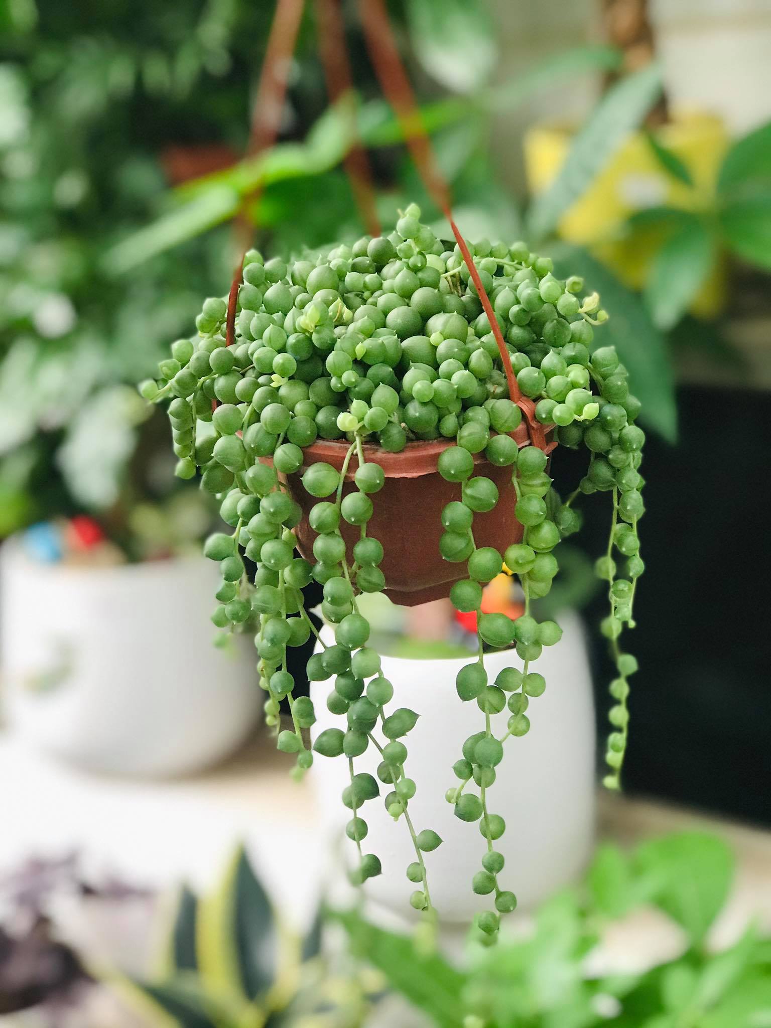Sen đá giọt nước tròn, cây sen đá cây rủ, cây decor treo cửa sổ