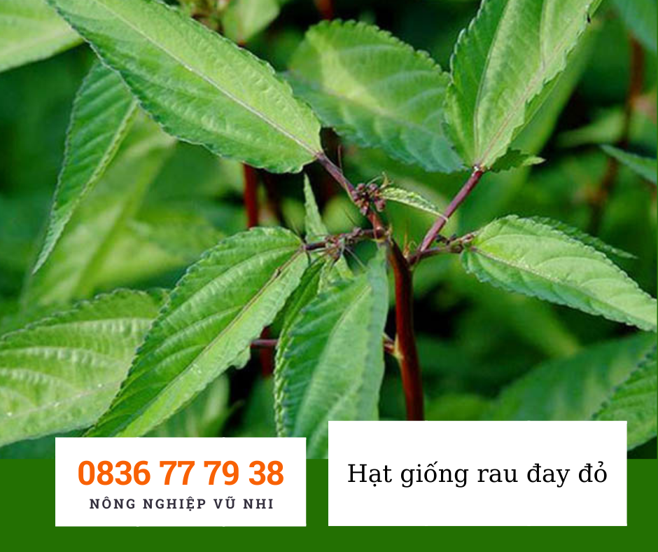 Hạt giống rau đay đỏ 10gr