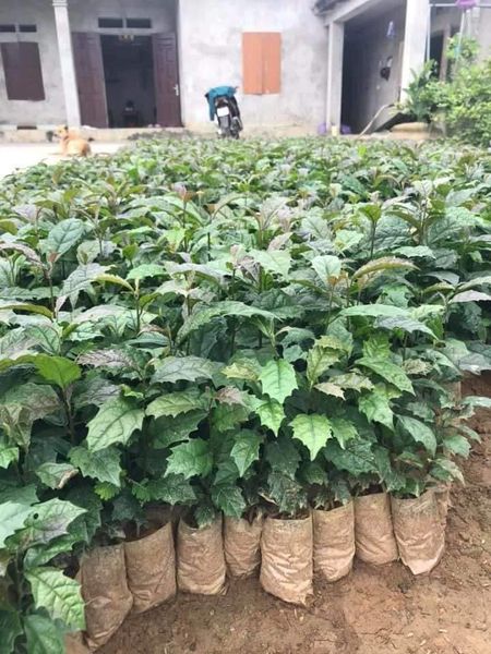 Combo 5 cây giống xạ đen hòa bình - cây dược liệu