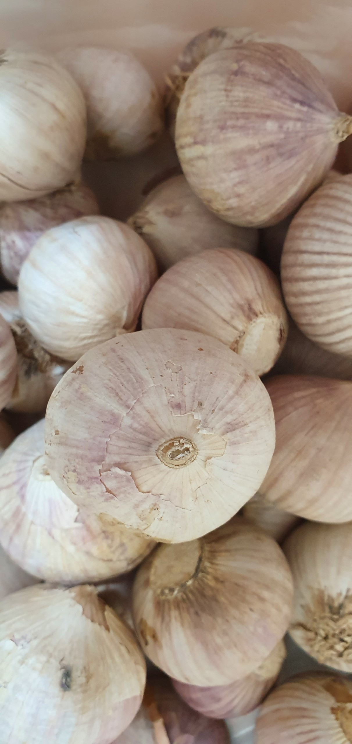 1 kg Tỏi Cô Đơn Loại To số 1, lựa từng củ đảm bảo không hư củ nào, nguyên liệu làm tỏi đen