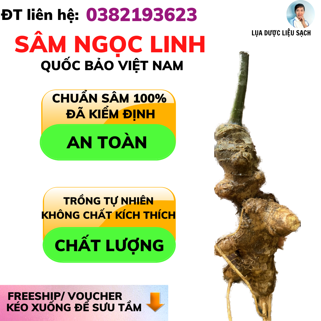 Sâm Ngọc Linh củ tươi- Quốc Bảo Việt nam- tăng cường sức đề kháng, hệ miễn dịch/ 750 k- 100gr