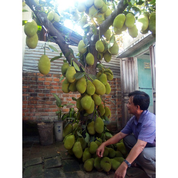 Cây Giống Mít Tố Nữ siêu trái