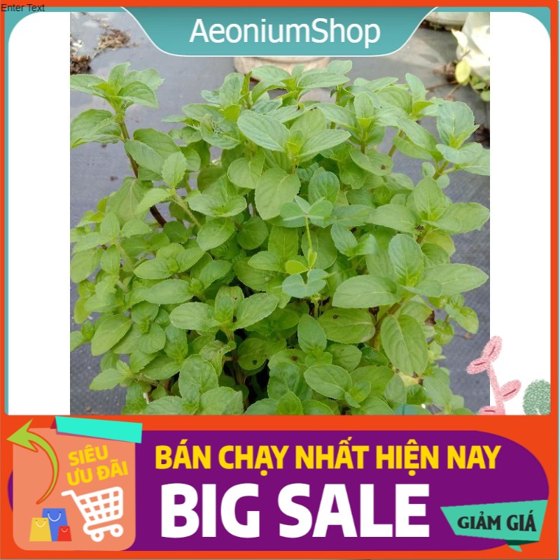 Cây Bạc Hà Peppermint - Bạc Hà Cay