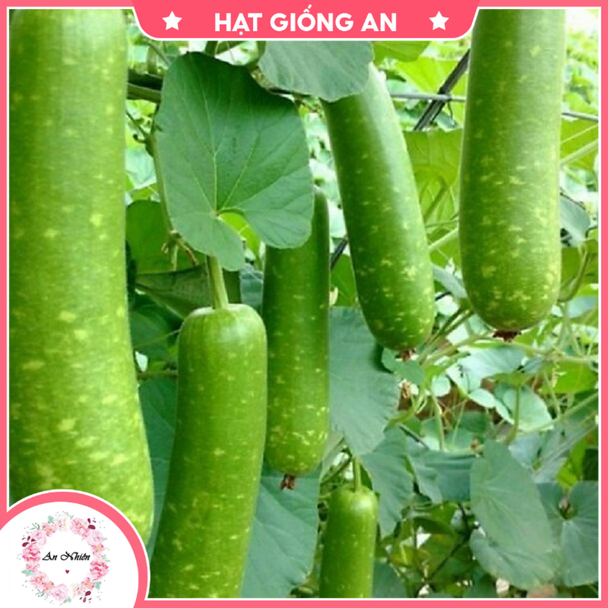 Hạt giống bầu sao trái ngắn f1 - bầu sao trái dài tn - hat giong an