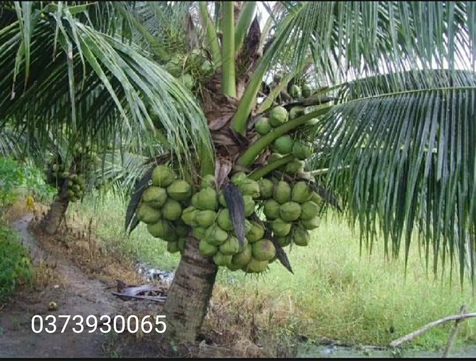 Combo 3 cây dừa xiêm xanh lùn siêu trái - chính gốc bến tre