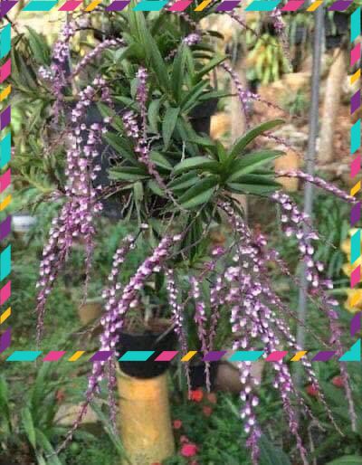 Hoa Lan quý trứng bướm hoa dài qq