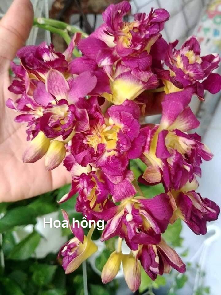 Lan Dendro Hoa Hồng Đỏ cây đẹp, siêng hoa