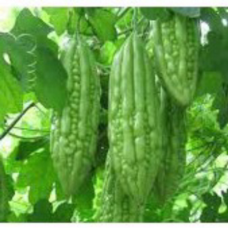 [Gói 10 hạt] Hạt giống Khổ qua F1 (mướp đắng)