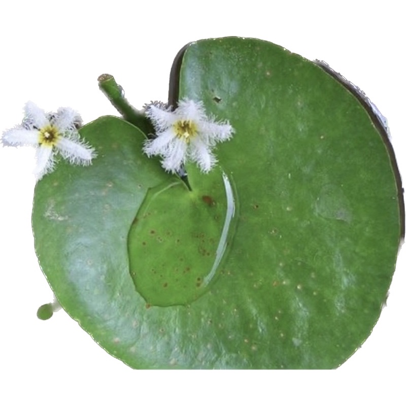 Nymphoides - cây thuỷ nữ - cây thuỷ sinh