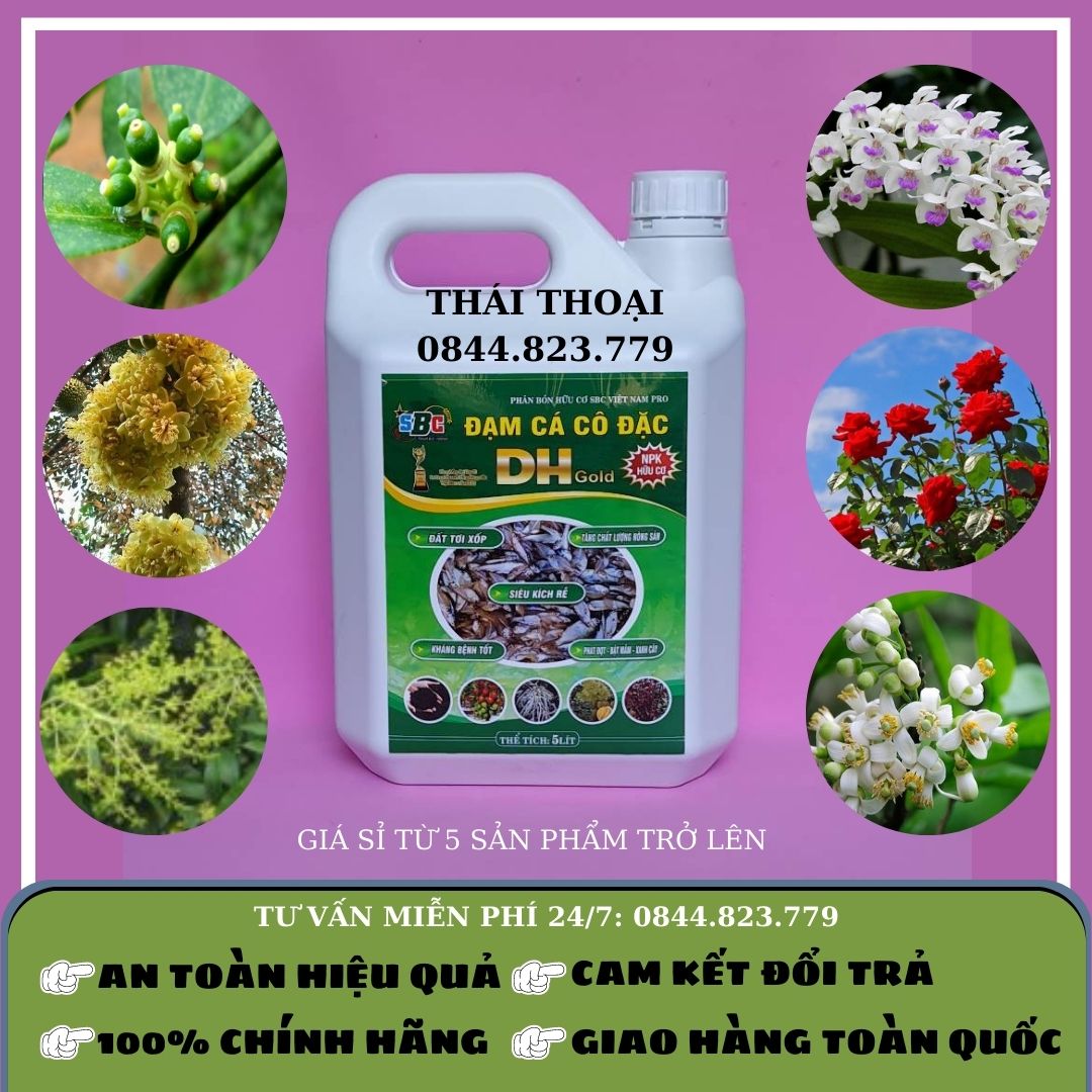 Phân hữu cơ - đạm cá cô đặc dh gold sbc – tơi xốp đất, kích rễ, phát đọt, bật mầm, xanh cây – dh gold – can 5 lít