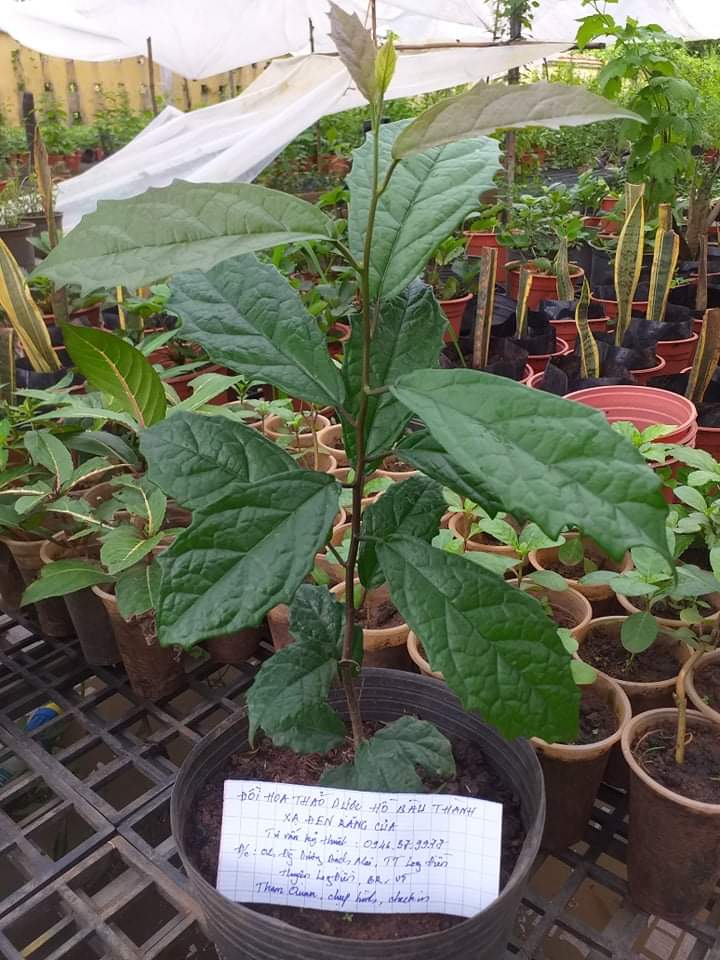 Cây xạ đen răng cưa