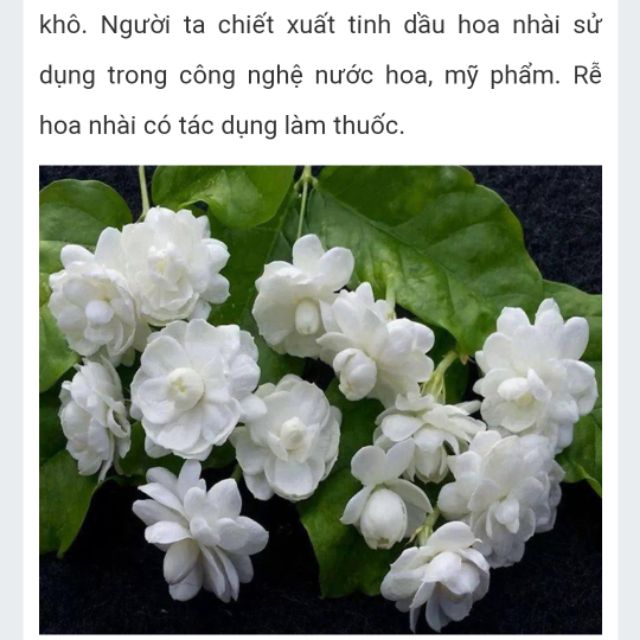 Cây giống nhài ta thơm nức