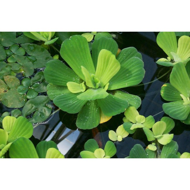 Bèo cái to , cây thủy sinh , cá cảnh - mộc nhân farm