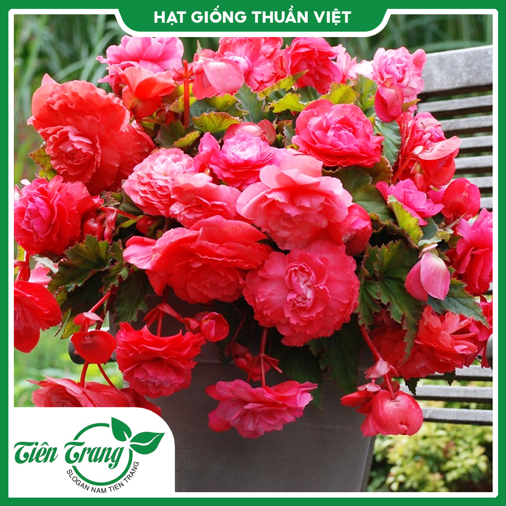 Hạt giống hoa Thu Hải Đường TN