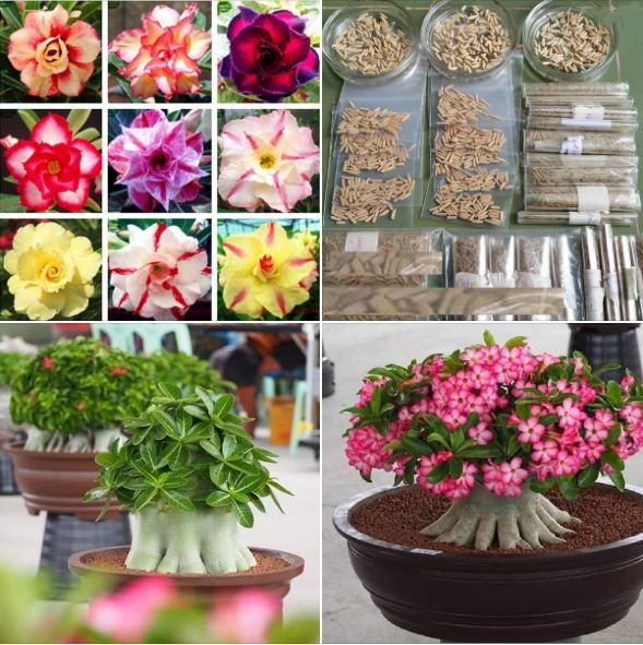 Combo 2 gói sứ - ( 1 gói sứ  thái 8 hạt + 1 gói sứ kim tự tháp 5 hạt )