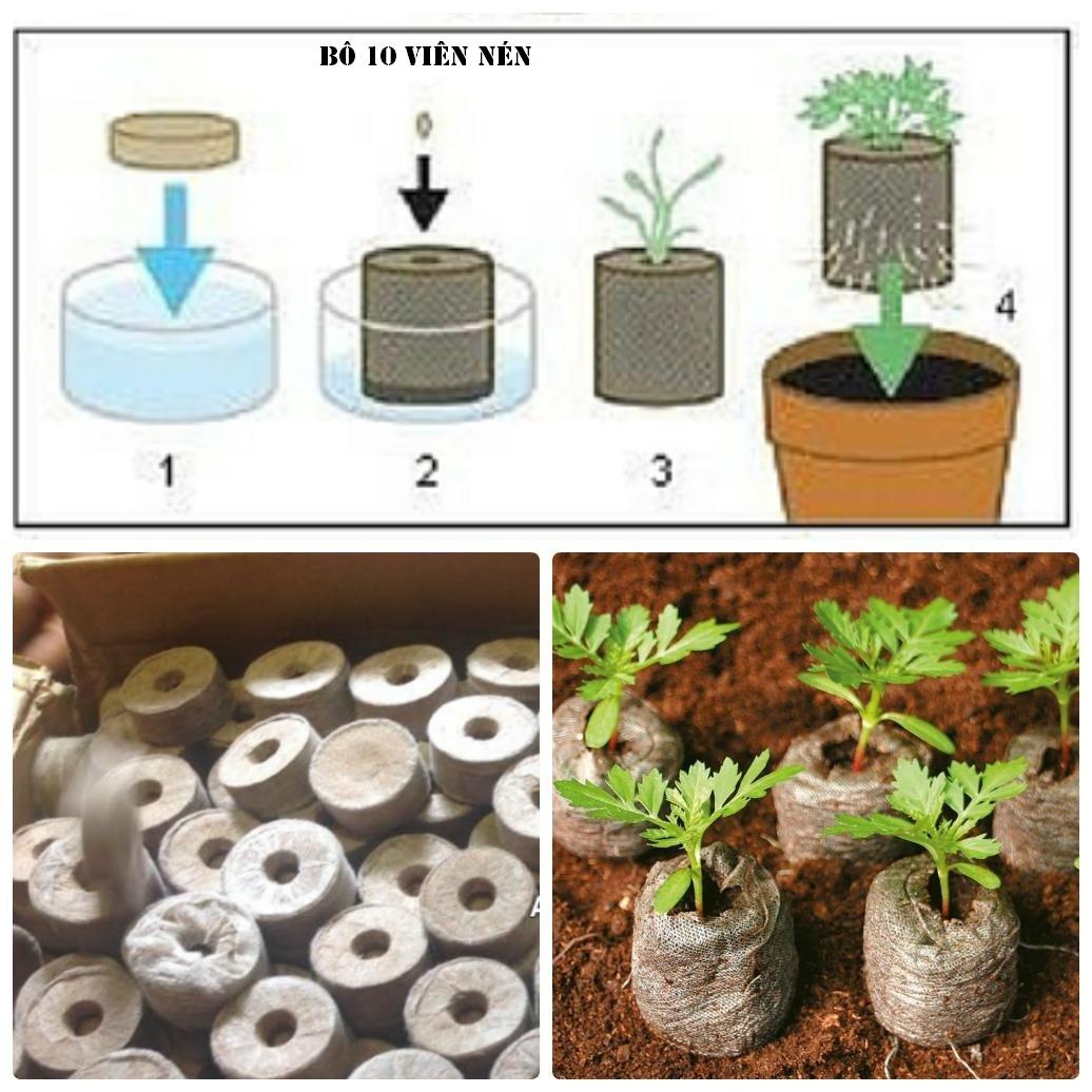 [HCM]Bộ 10 Viên Nén ươm hạt ( Viên nén mùm dừa)  -TẶNG GÓI PHÂN TĂNG TRƯỞNG .