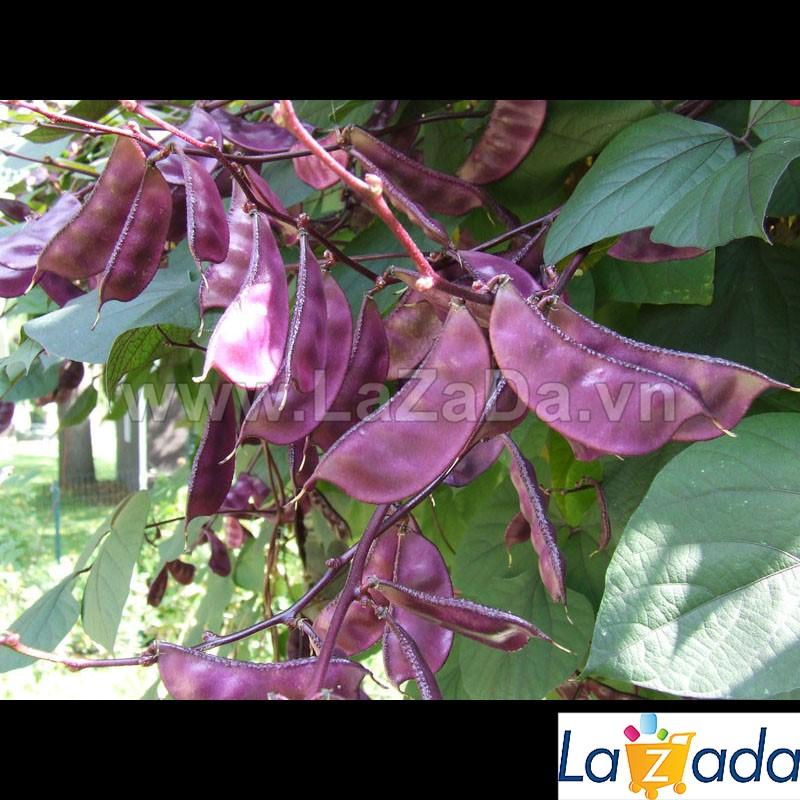 5h Hạt Giống Đậu Ván Tím (A2.304| C31*W23*M023)