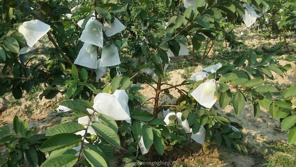 TÚI BỌC TRÁI CÂY BƠ, ỔI, XOÀI, NA 100 TÚI CÓ DÂY RÚT 16x20CM ĐƯỜNG MAY CHẮC CHẮN