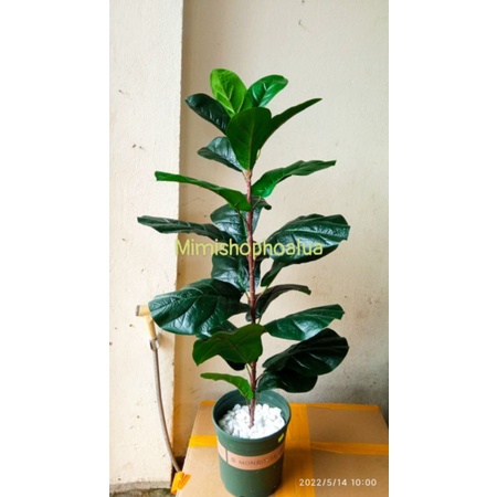 Cây giả - cây bàng singapo giả cảnh cao 65 -90 cm