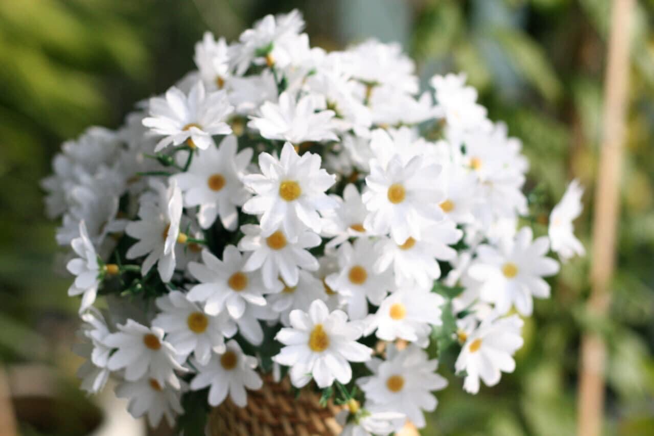 Hình tự chụp cúc họa mi 38cm 23-25 bông, Hoa lụa Daisy loại đẹp như thật trang trí nội thất phòng khách