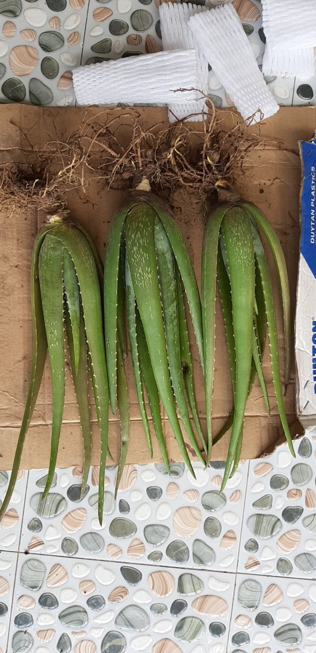 3 Cây nha đam giống loại to cao từ 40cm (Cây ươm rất to khoẻ)