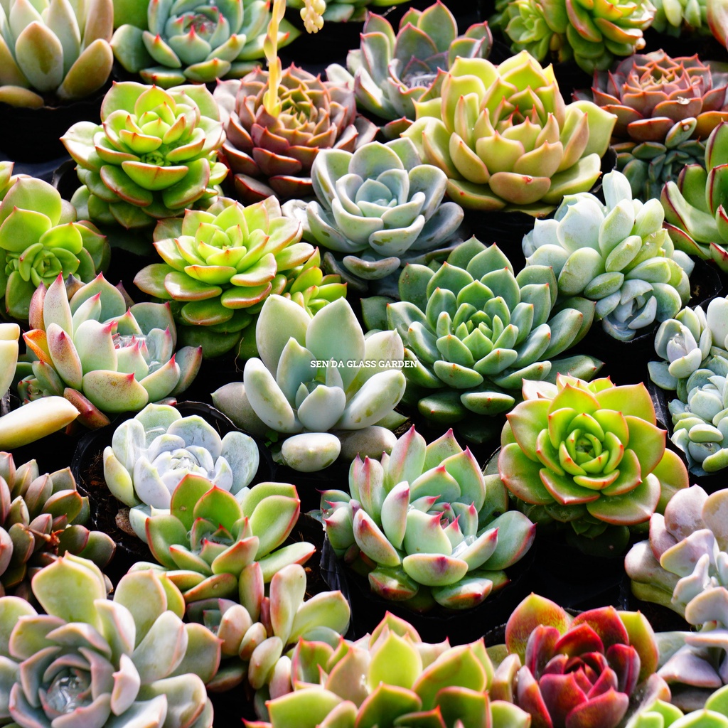Combo 10 cây sen đá bầu nhỏ 6-7cm glass garden, mix 10 loại khác nhau