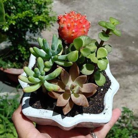 Chậu xương rồng để bàn - buy 3 free 1