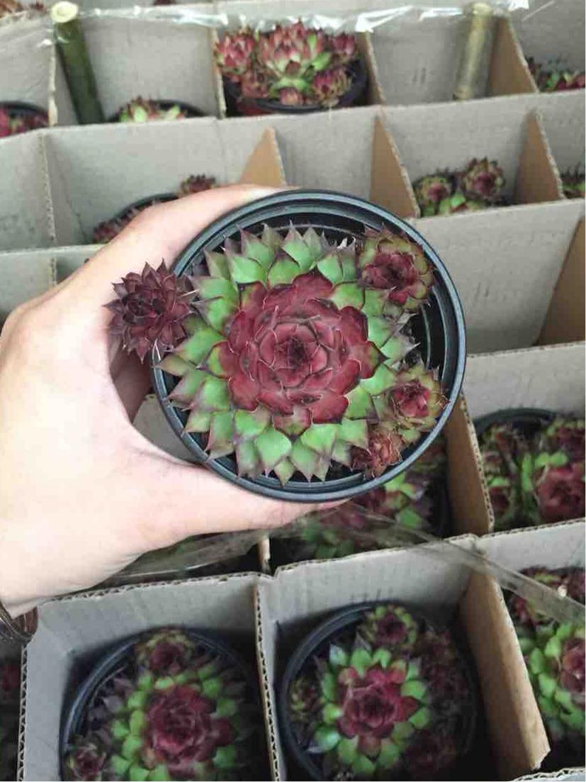 Sen đá phật bà lửa