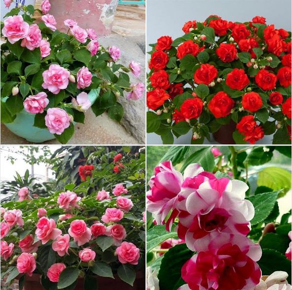 Hạt giống hoa mai địa thảo kép - Ngọc thảo kép Mix Màu ( 1 gói 5 hạt )