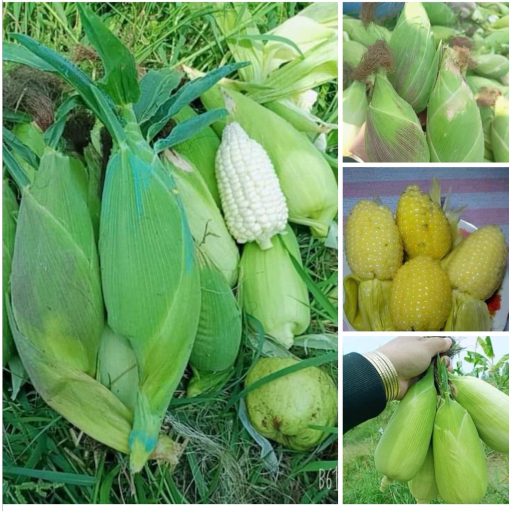 100gr Hạt giống bắp nếp nù ,ngô nếp nù