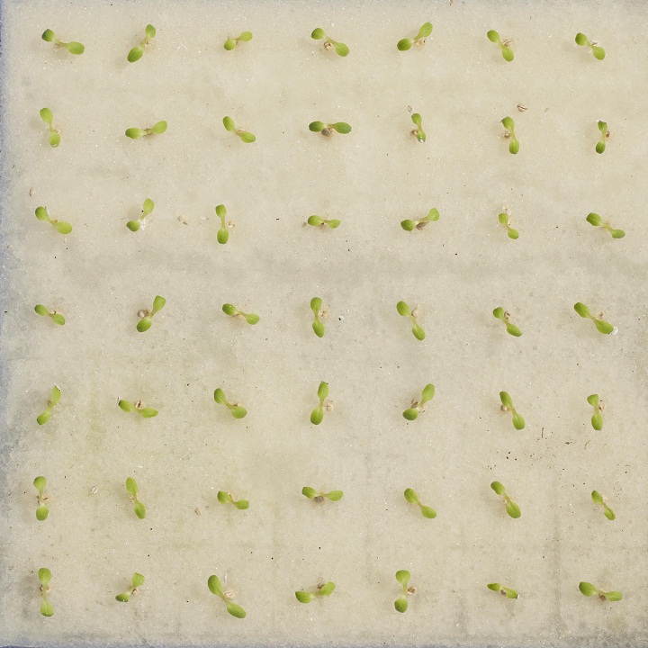 MÚT XỐP ƯƠM HẠT