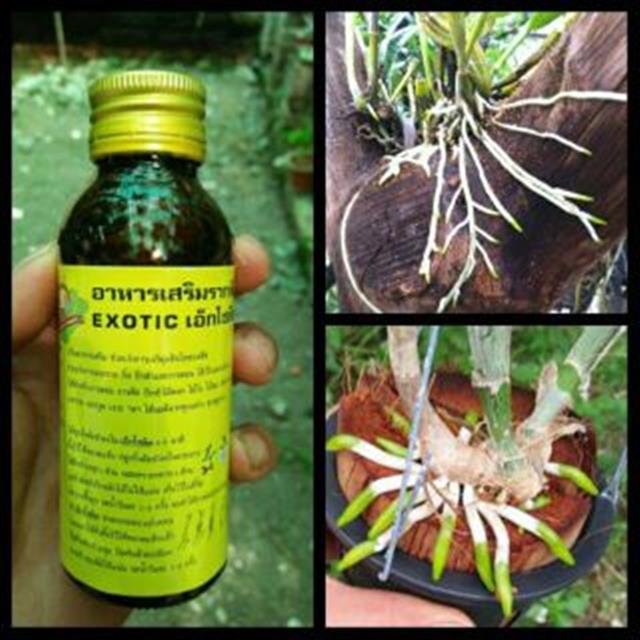 Phân bón thái lan exotic 100ml - thuốc kích rễ thái lan eto kích thích cây ra rễ cực mạnh và nhanh chóng