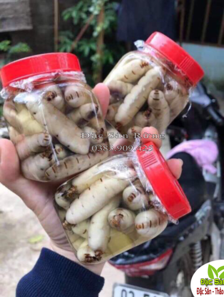 Mối chú.a - bổ thận , tăng sly, thảo dược đsr